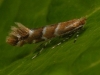 Lepke